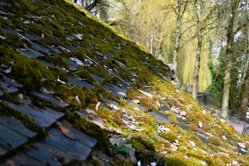 démoussage toiture 37